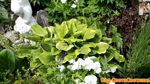 Красивое начало лета.Цветут розы.Цветники окрашиваются новыми красками.Сад становится все красивее.