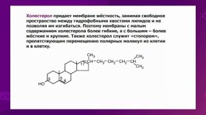 Биология. 10 класс. Клеточная стенка и ее функции. Плазматическая мембрана /12.10.2020/