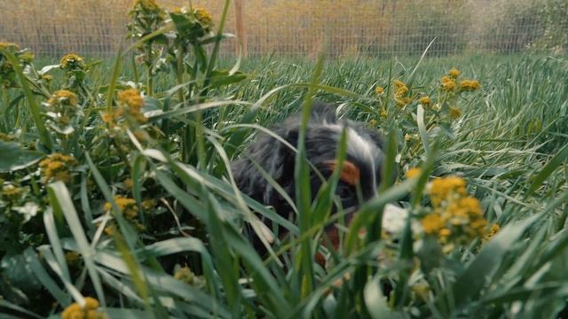 Meet our 8 Adorable Bernese Mountain Dog Puppies! 7 weeks old! смотреть онлайн