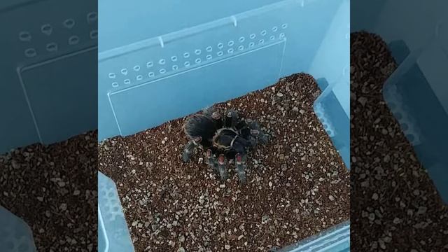 Брахипельма Ауратум смотреть онлайн