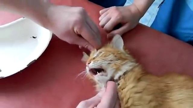 Котэ