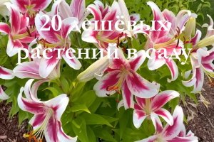 20 дешёвых растений в саду