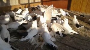 Северокавказские Чернохвостые голуби (Сергей Голованёв )