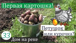 Ведро картошки, магнит и курочка-трансгендер. Дом на реке, часть 33