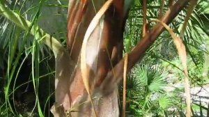 Dypsis sp. Hybrid "Tribear" palm