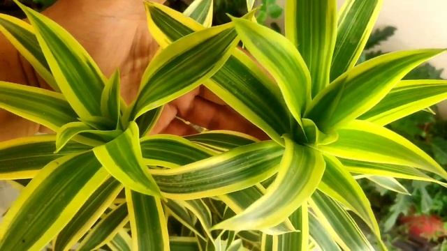 Song of india / Dracaena reflexa plant care, how to make dracaena plant bushy n grow cuttings смотреть онлайн