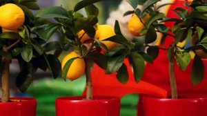 TERRASOL (Террасол) - комплексное минеральное удобрение с микроэлементами.