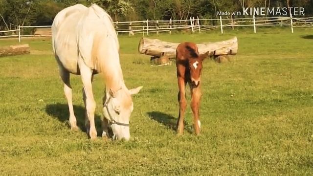 Кобыла вместе с жеребёнком смотреть онлайн
