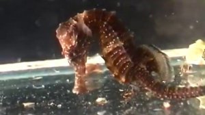 © Как питаются морские коньки Hippocampus hippocampus    Long snouted seahorse