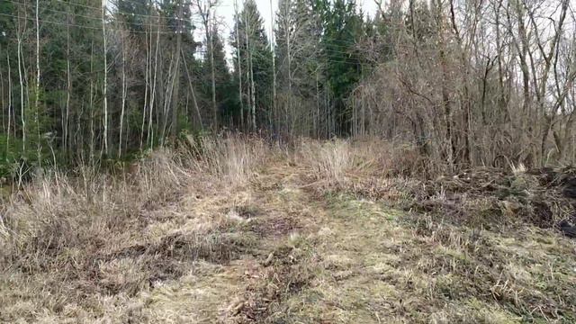 Откорм бычков Съездил за берёзовым соком смотреть онлайн