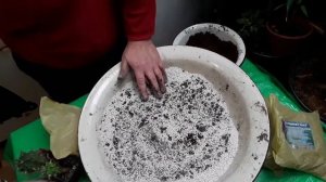 грунт для алоэ, кактусов, эуфобий