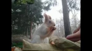 кенчабой