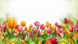 Футаж 8 марта - Международный женский день! Поздравления!