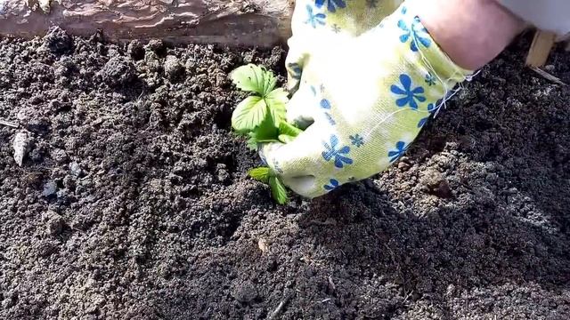 Посадка земляники садовой (клубники) Золотой Десерт из семян смотреть онлайн