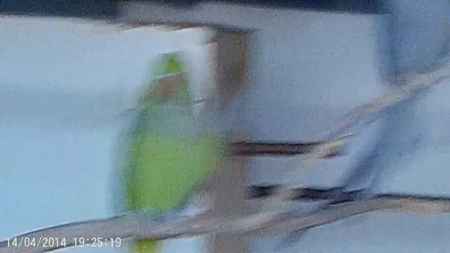 птичий дворик смотреть онлайн