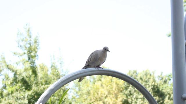 Узбекистан - Ташкент "Tashkent" 2016 год #Чокуда