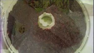 Как сделать конфеты из свеклы. #полезныерецепты