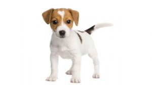 собака лает 5 минут😰😰😰😰😰😰😱😱😱😱😱