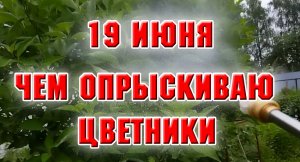 19 июня.  Опрыскиваю цветники.  Чем и как?