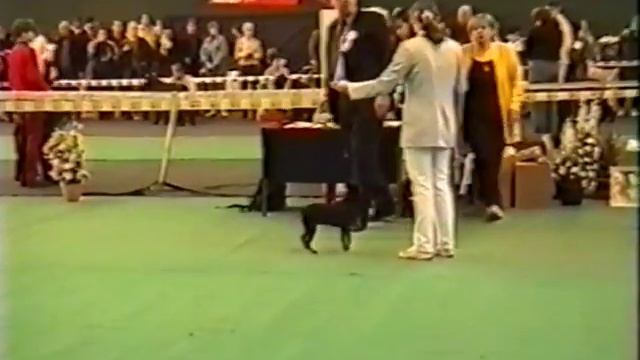 Чемпионат НКП 2001 #Цвергпинчер смотреть онлайн