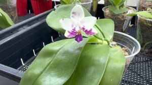 June 5, 2023 美若泼墨国画的林登斑马 Phalaenopsis Lyndon Mix Zebra 823