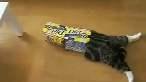 Ржачный котик