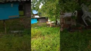 обработка пчел от клеща Мавриком