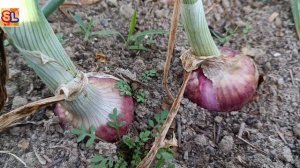 ONION HARVESTING TIME EXPLAINED