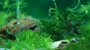 Нерест данио-рерио