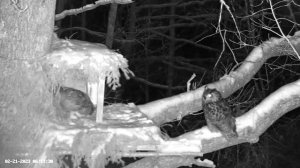 Presenting Mr. and Mrs. Eagle Owl ? 02/21/23  05:25