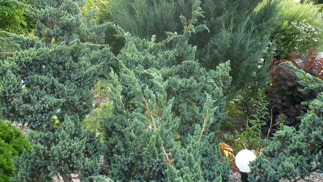 Цветы в саду. Декоративный кустарник. Живая изгородь. Хвойные. Розы. Тюльпаны. Сирень.