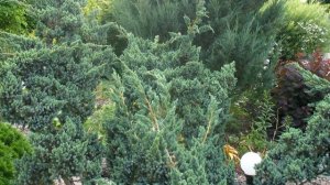 Цветы в саду. Декоративный кустарник. Живая изгородь. Хвойные. Розы. Тюльпаны. Сирень.