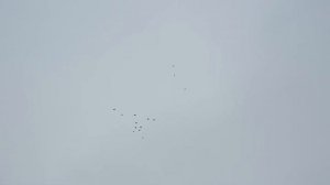 Первый зимний зачёт  Голуби Цокало С Ф  г Богучар