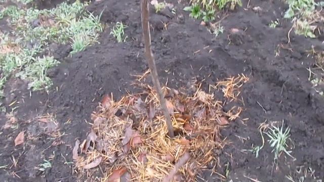 #грецкийорех  Зимовка однолетних саженцев грецкого ореха.  ЧТО НУЖНО ЗНАТЬ.