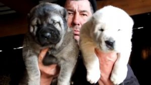 Щенки алабая ( среднеазиатская овчарка ) на продажу из питомника Аз-Марал Ульяновск