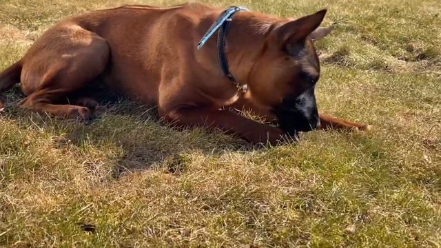 Осторожно, тайский риджбек!? Уничтожит Ваш дом или нет? смотреть онлайн