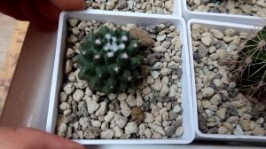 Новые КАКТУСЫ из МАГНИТА / КРИСТАТНЫЕ формы ?