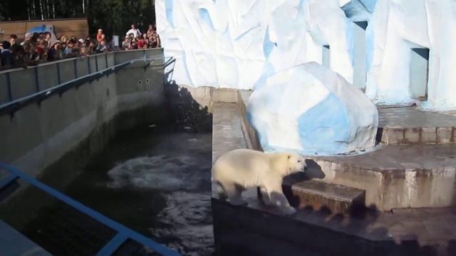 Новосибирский зоопарк  Белый медведь бросает в зрителей канистру с водой