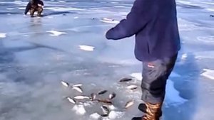 Окунь.  Черт.  Очень уловистая снасть для крупного окуня.