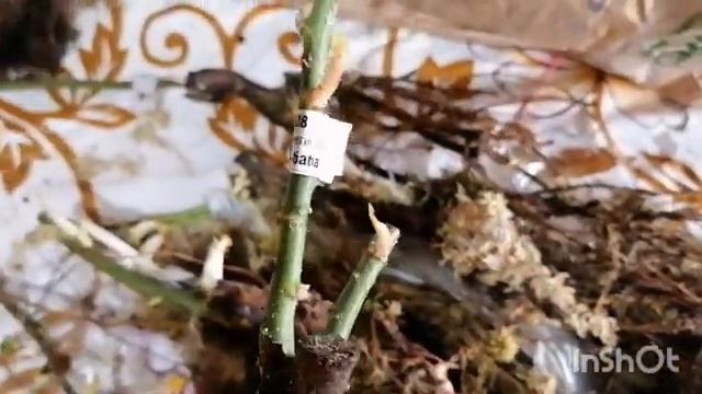 Обзор посылки из 