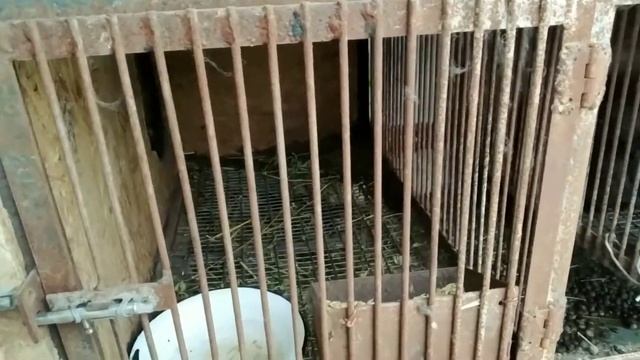 ФРАНЦУЗСКИЙ БАРАН. ВЕС САМКИ В 2.5 МЕСЯЦА! смотреть онлайн