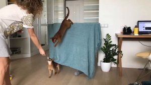 Flight abyssinian cat in slow motion | Летаюшие абиссинские кошки в замедленной съемке