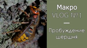 Пробуждение шершня / Макро VLOG №1 / Микропланета