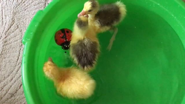 Первое купание гусят. смотреть онлайн