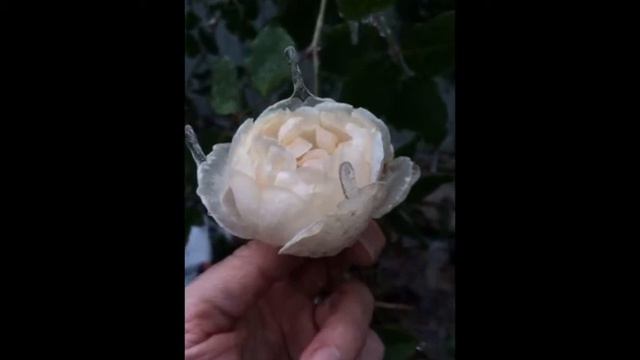 Прикольные картинки 2 смотреть онлайн