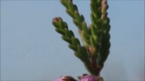 How to identify Heather (Calluna vulgaris)