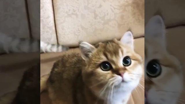 Самые красивые котята.
