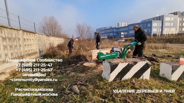 Удаление пней на вашем участке. Вырубка аварийных деревьев. Санитарная и омолаживающая обрезка.