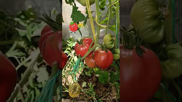 🍅🍅🍅Бычье Сердце Каваллино Порти