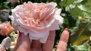 Описание розы Роз де Толбиак | Летнее цветение